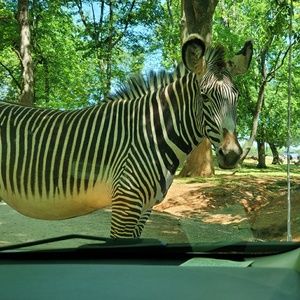 Meet your Posher, Jacinta